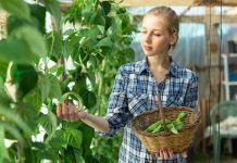 1.000 jardins: A la cerca de varietats autòctones de soja A la búsqueda de variedades autóctonas de soja
