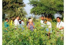 International FiBL cotton project honoured with research prize FiBL cotton project honoured with research prize