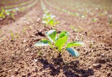 Agro-Cultura con Respeto presenta el curso formativo ‘Metodología para encuentros de apoyo al desarrollo de fincas’