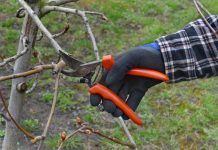 La poda als arbres fruiters La poda en los árboles frutales