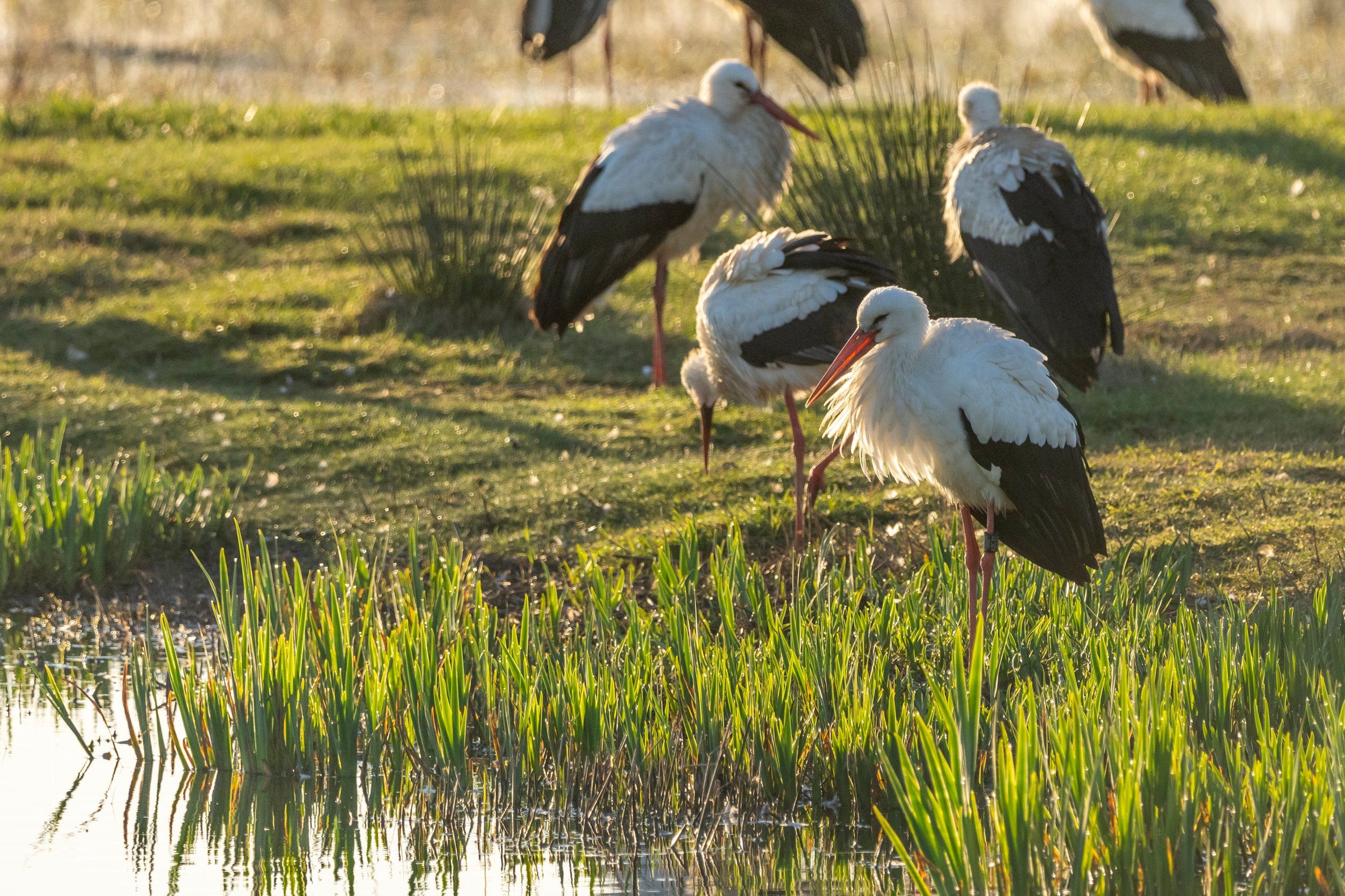 Group of storks (ciconia ciconia) at dawn in the Natural Park of the Marshes of Ampurdán.