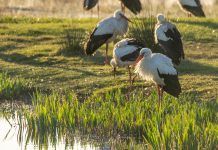 Dona’t per la Natura, una iniciativa solidària en suport de les entitats ambientals de Catalunya natura