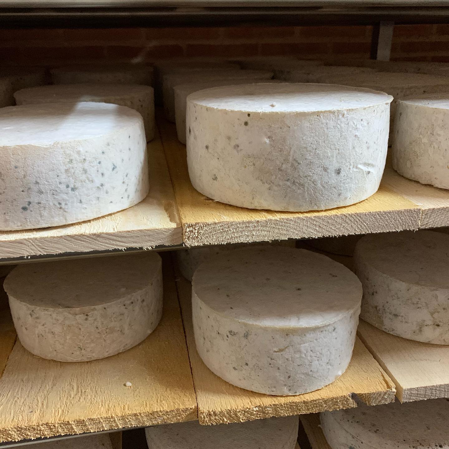 bee queso