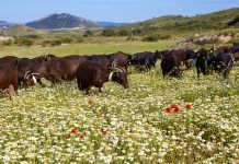 BEEE: el secreto de la leche de cabra reside en el campo BEEE