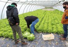 Origen i propietats de l’enciam lechuga