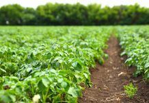 IFOAM Organics Europe demana a la UE la recollida sistemàtica de dades sobre l’agricultura ecològica organic fields