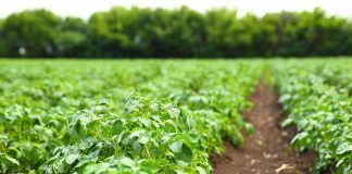 EU organic movement calls on Member States to provide reliable data on organic and other Farm to Fork targets organic fields