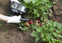 Implicacions per a la salut humana dels aliments ecològics i agricultura ecològica salud alimentación ecológica