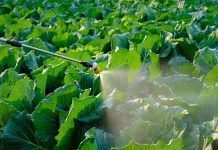 Prohibició del mancozeb a la UE: una oportunitat per a una nova agricultura mancozeb