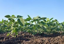 EU Parliament saves Farm to Fork’s integrity but concedes on Biodiversity Farm to Fork
