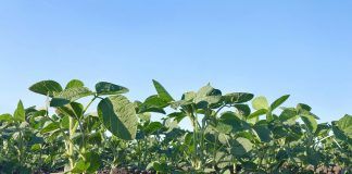 EU Parliament saves Farm to Fork’s integrity but concedes on Biodiversity Farm to Fork
