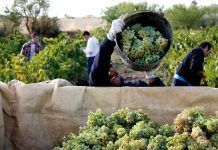 Spanish Organic Wines participará en la Barcelona Wine Week spanish organic wines