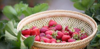 Organic strawberries from Morocco coming into season organic strawberries