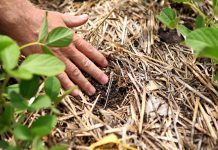 Agricultura del carboni: Què és i com s’ha de posar en pràctica agricultura del carboni