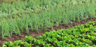 EU Parliament AGRI committee supports organic farming in vote on Organic Action Plan report organic