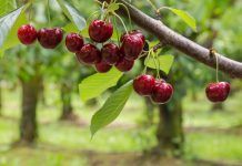 Polifenols: els antioxidants més abundants de la natura polifenoles