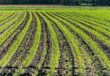 OPTA Europe calls on authorities to pursue with determination the transition towards a sustainable food system