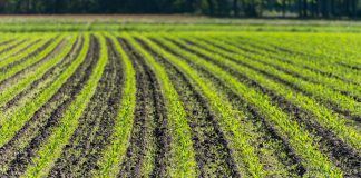 OPTA Europe calls on authorities to pursue with determination the transition towards a sustainable food system