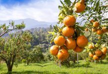 El CAECV y FiBL organizan unas jornadas internacionales online para hablar del greening de los cítricos en México y España