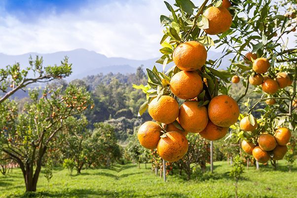 citricos