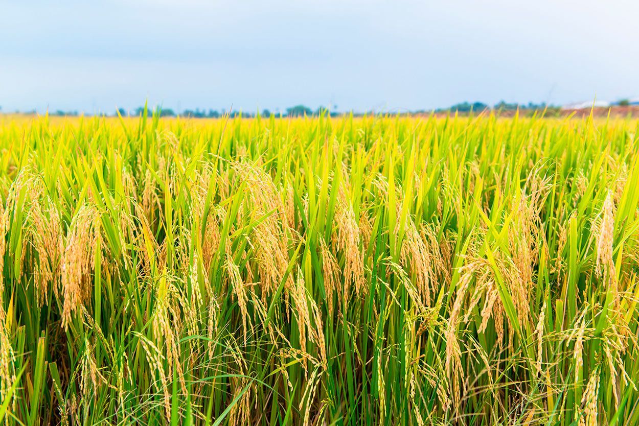 cultivo-arroz-bio