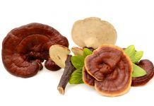 Reishi: el fong de la immortalitat reishi