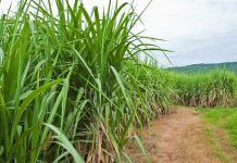 GMO sugarcane is «bad for the environment, soil, and human health»