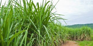GMO sugarcane is «bad for the environment, soil, and human health»