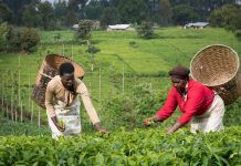 Las ventas de productos certificados Fairtrade crecen un 1% en un 2021 marcado por la caída del consumo té fairtrade