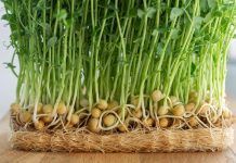 Aliments i microbiota: flora intestinal sana alimentos y microbiota