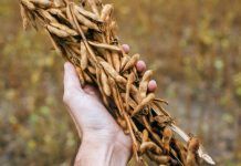 El cultiu de la soja: origen i consum cultivo de soja