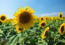 Global supply of organic and non-GMO sunflower oil “extremely tight” due to Ukraine war