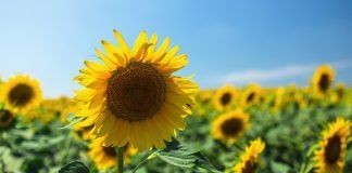Global supply of organic and non-GMO sunflower oil “extremely tight” due to Ukraine war