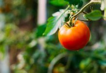 Green claims: better methodologies to assess environmental performance of food & textiles products