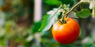 Green claims: better methodologies to assess environmental performance of food & textiles products