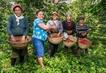 Las ventas de café certificado Fairtrade crecen un 5% en 2021, superando los 22 millones de euros café Fairtrade