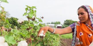 First ever release of organic cotton varieties in India