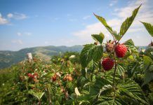 S’apropen les collites d’estiu fresques i ecològiques de Tradin Organic Foto cedida por Tradin Organic