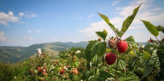 Fresh, Organic, Summer Harvests by Tradin Organic are just around the corner Foto cedida por Tradin Organic