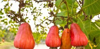 Cashew nuts: tasty, healthy mood boosters with a dark side anacardos