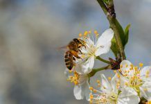 EU Commission approves Save Bees and Farmers ECI after receiving one million valid signatures