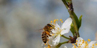 EU Commission approves Save Bees and Farmers ECI after receiving one million valid signatures
