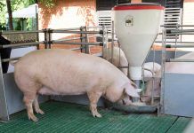¿Sabemos realmente qué comen los animales que van a consumo?