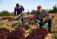 IFOAM – Organics International: 50 anys de moviment ecològic IFOAM - Organics International