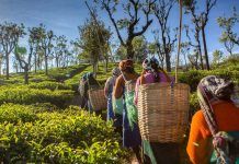 Cupper: tés «naturales, justos y deliciosos» Cupper