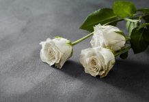 ¿Qué son los funerales ecológicos y cómo funcionan? funeral ecológico