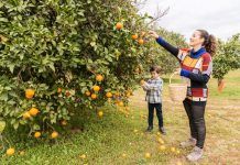 Les millors vitamines amb efecte antioxidant vitaminas antioxidantes