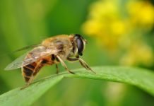 1,1 millones de europeos piden el fin del uso de plaguicidas abeja
