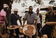 Organic cocoa, the “food of gods”