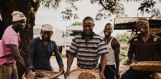 Organic cocoa, the “food of gods”